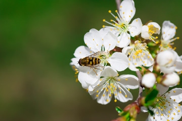 Pszczoła zapylająca kwiaty i zbierająca pyłek wiosną z kwitnącego drzewa wiśni - obrazy, fototapety, plakaty