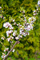 Felt (Chinese) cherries (Prunus tomentosa L.). Branch with flowers