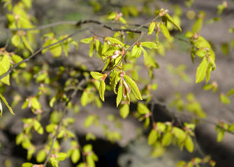 Young foliage grab common (Carpinus betulus L.). Spring