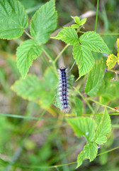 The caterpillar of an unpaired silkworm (Lymantria dispar Linnaeus) crawls over a branch of raspberry