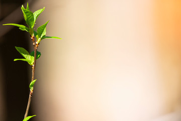 Closeup nature view green leaf on blurred background