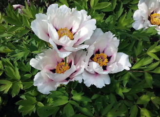 tree peony with white flowers