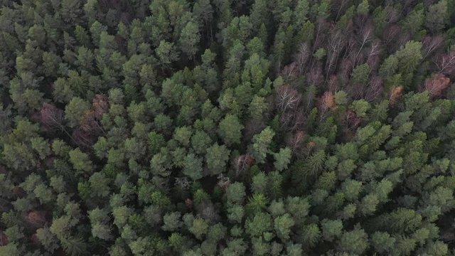 Aerial view of forest tree tops  in autumn
