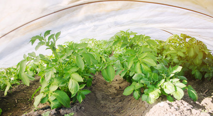Growing young potatoes under agrofibre in small greenhouses. Spunbond to protect against frost and keep humidity of vegetables. Farming and agriculture. Countryside. Selective focus