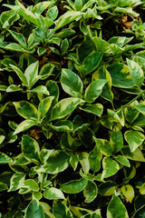 The green leaves of the shrub