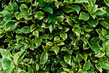 Fototapeta na wymiar The green leaves of the shrub