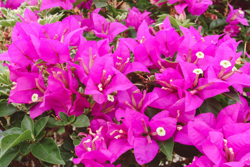 Pink bougainvillea flowers in the garden