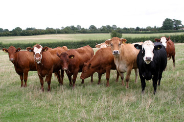 Fototapeta na wymiar A herd of cows in the English countryside