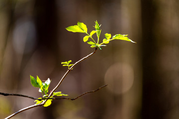 Closeup nature view green leaf on blurred background