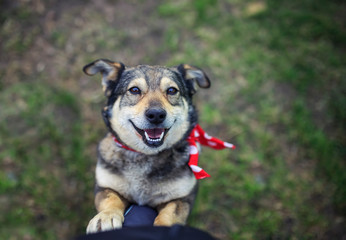 cute brown dog is on his master's lap in the summer garden on the grass and looks up faithfully