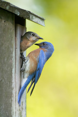 A mating pair of bluebirds at a nest box