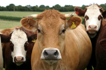 Naklejka na ściany i meble A close up photo of some curious cows in the UK