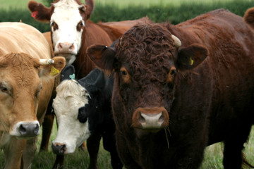 Grazing cattle on a farm in Oxfordshire in the UK