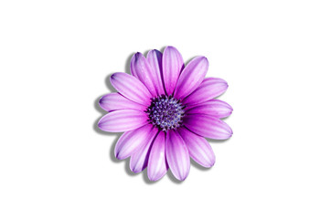 Purple flowers in a white patterned background