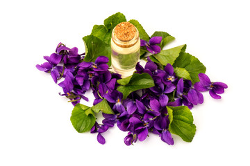 Herbaceous perennial plant - Viola odorata. Spring  purple flowers of violets close up