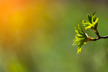 Closeup nature view green leaf on blurred background