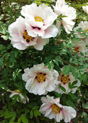 tree peony with white flowers