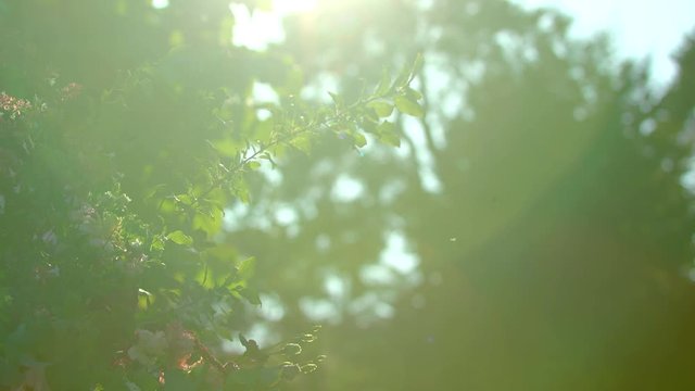 The sun shines through a beautiful bouquet of white and red roses and other green plants on a sunny summer day and creates beautiful highlights. Move the camera up. Close-up