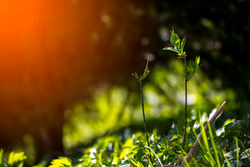 Closeup nature view green leaf on blurred background