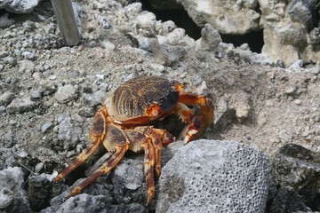 crab on the beach