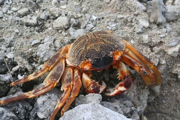crab on the beach