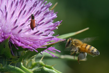 honey bee over a flower