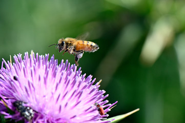 honey bee over a flower