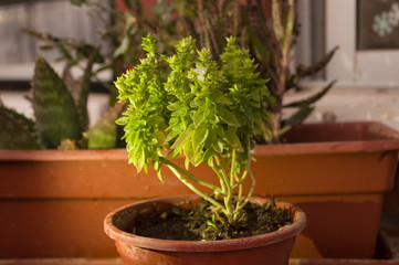 Basil in a pot