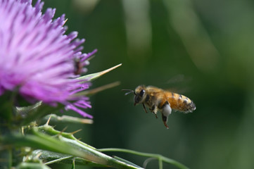 honey bee over a flower
