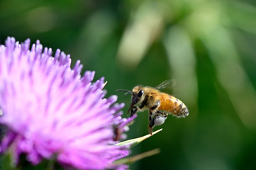 honey bee over a flower