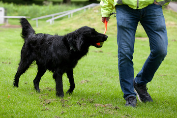 Walking the dog is a good recreation for health