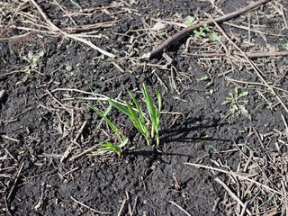 first bright green shoots appear in the spring