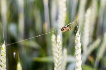 Spider.spider net summer time green foliage forest blurred natural background.