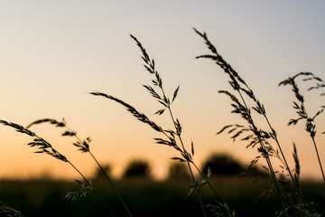 Grass silhouette sunset.grass against sunset sky - summer sunset.