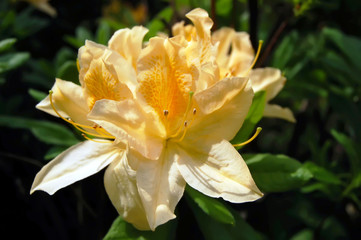 Rhododendron yellow