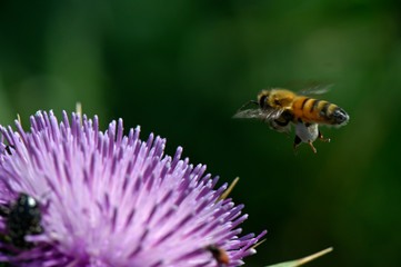 honey bee over a flower
