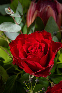 Closeup red rosebud with lots of petals, vertical photo. Ready for greeting cards, social media and print design