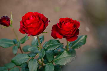 Red rose flowering in a flowerbed in a country garden