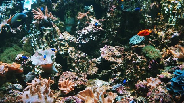 Tropical exotic colorful fish swim under water near a coral reef