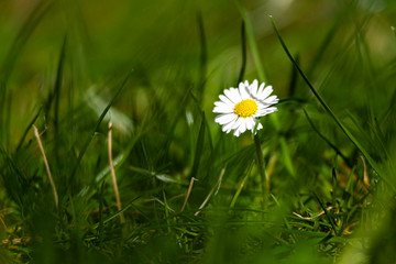 blossom daisy flowers background