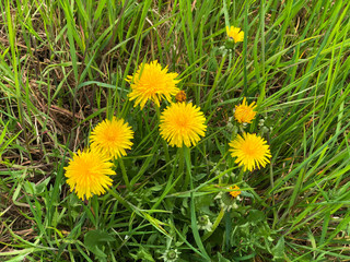 yellow dandelions on green grass close-up. Springtime background. Top view. Wildflowers