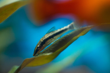 Sweetwater aquarium fishes