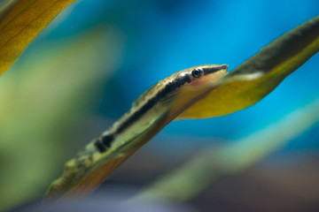 Sweetwater aquarium fishes