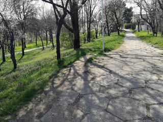 path and trees in a park in spring