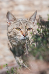 Portrait of a cute tabby outdoor cat