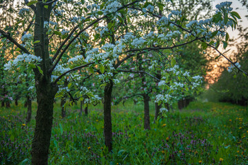 Fototapeta na wymiar blooming apple orchard
