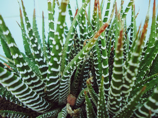 A close up of a plant Haworthiopsis attenuata