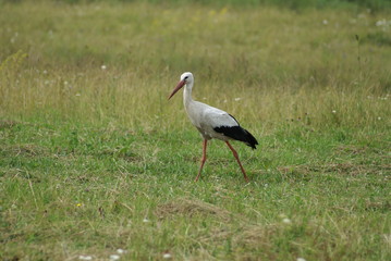Beautiful European white aist on green summer grass. Summer meadow and aist in search of food.