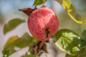 Ripe red apple on a branch in the village garden.