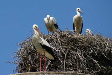 The storks and their little chicks in their nest under a clean and blue sky summer day.